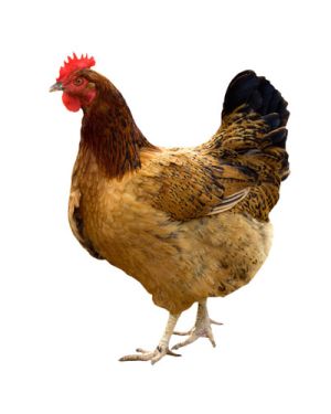 GIRIRAJA CHICKEN