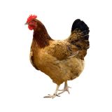 GIRIRAJA CHICKEN