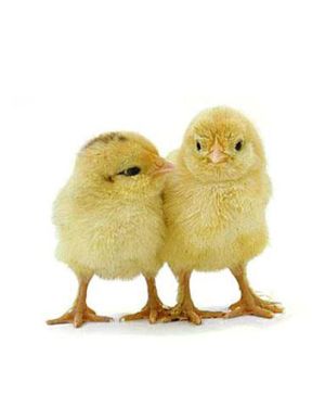 GIRIRAJA CHICKS