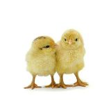 GIRIRAJA CHICKS