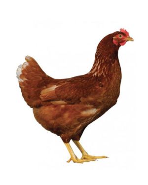 SIRUVIDAI CHICKEN