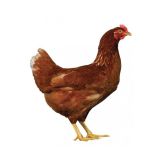 SIRUVIDAI CHICKEN