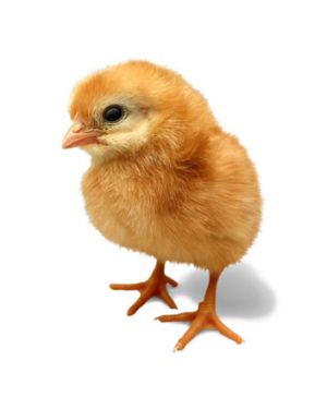 SIRUVIDAI CHICKS
