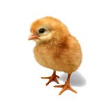 SIRUVIDAI CHICKS
