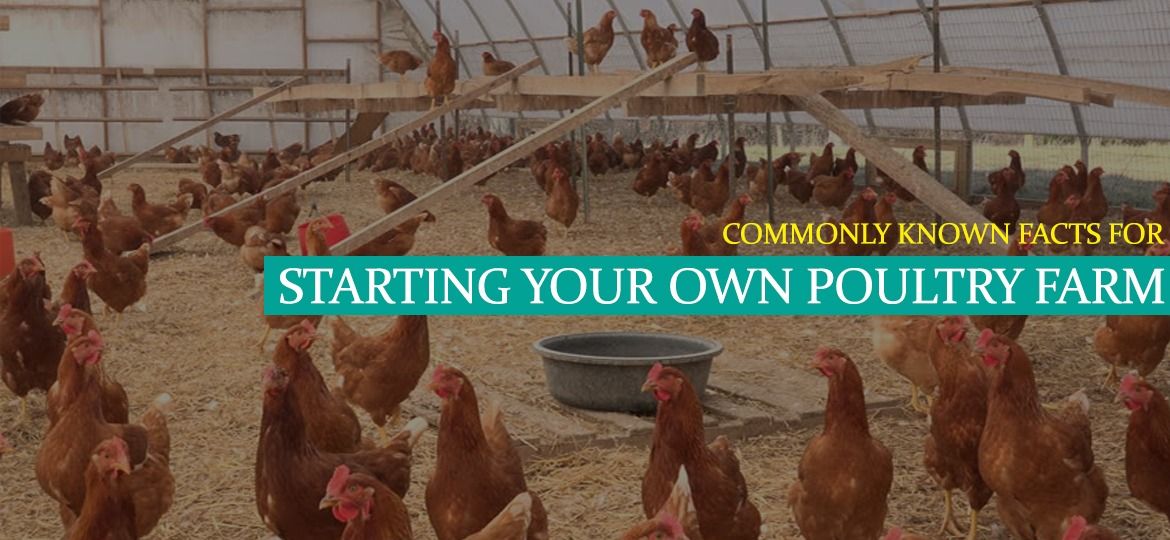Are you planning to start your own poultry farm