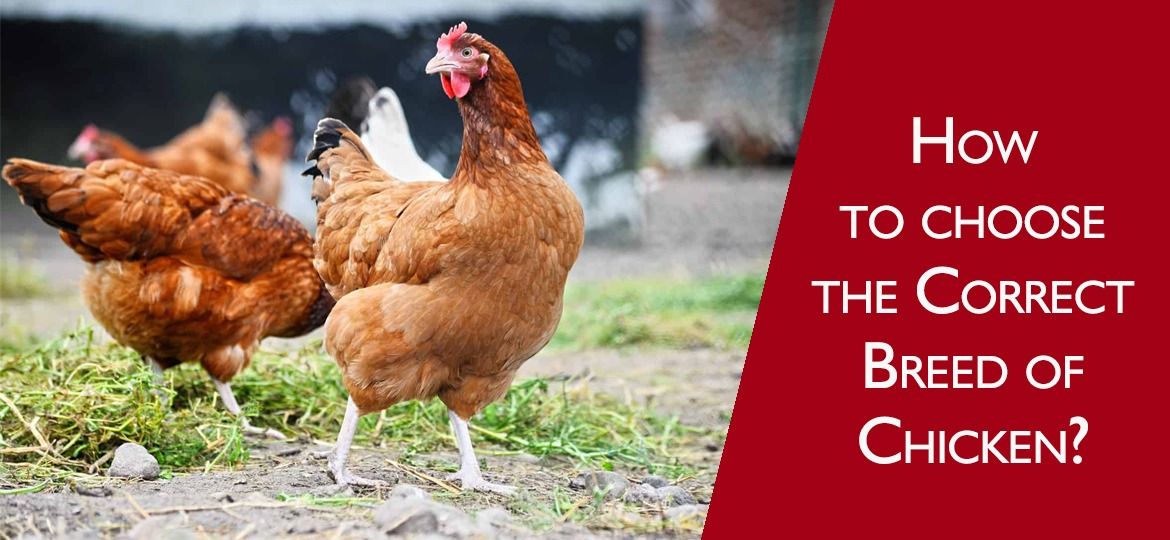 How to choose the correct breed of chicken