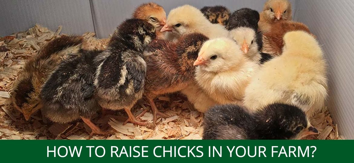 How to raise chicks in your farm
