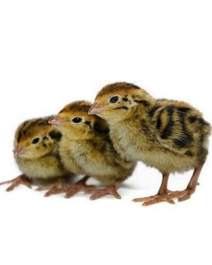 Quail/Kaadai Chicks