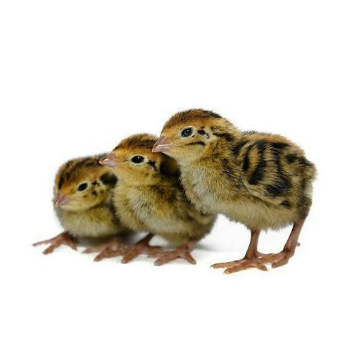 Quail/Kaadai Chicks