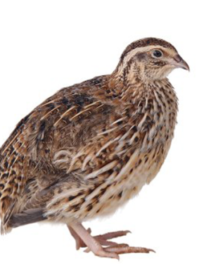 Quail/Kaadai