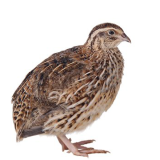 Quail/Kaadai