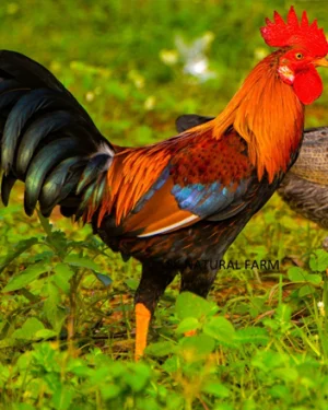 Sonali Chicken