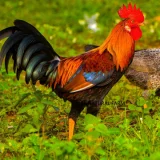 Sonali Chicken