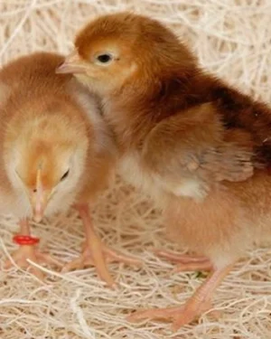 Sonali CHICKS