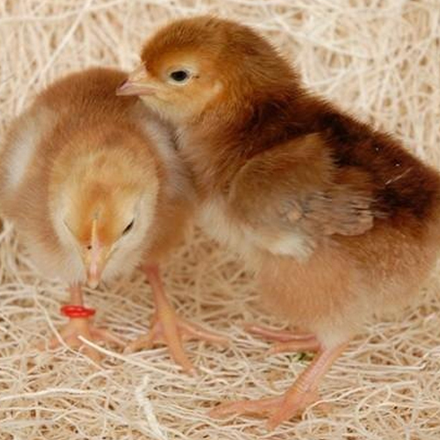 Sonali CHICKS